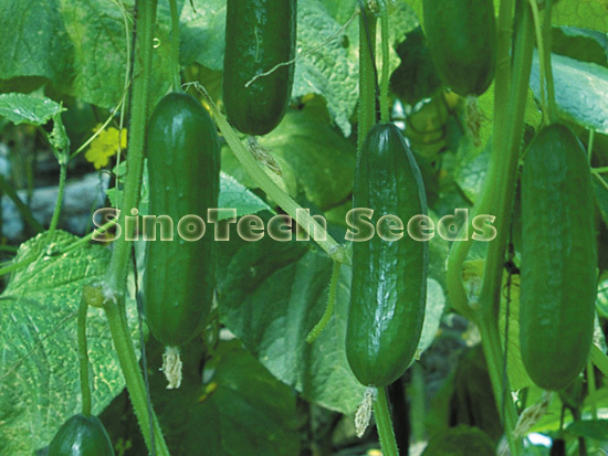 Meily Cucumber Seeds - Cultivation Type: Common