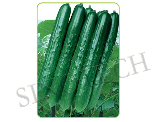 Rain Dew Cucumber Seeds - Cultivation Type: Common