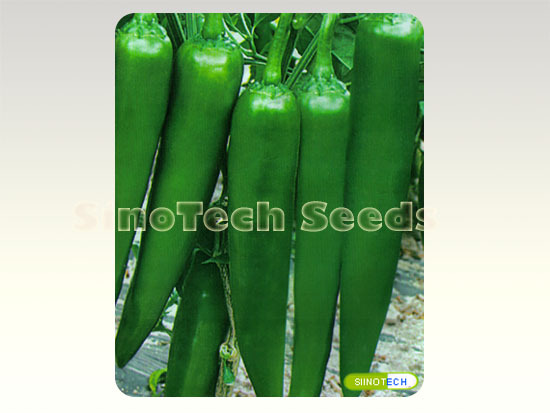Duhe Hot Pepper Seeds - Cultivation Type: Common