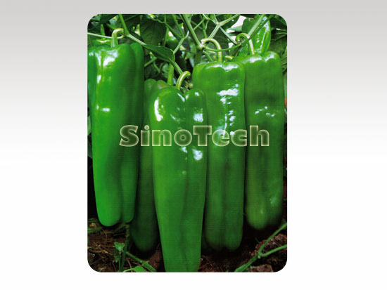 Romance Hot Pepper Seeds - Cultivation Type: Common