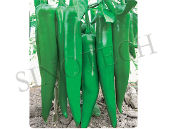 Linglong Hot Pepper Seeds - Cultivation Type: Common