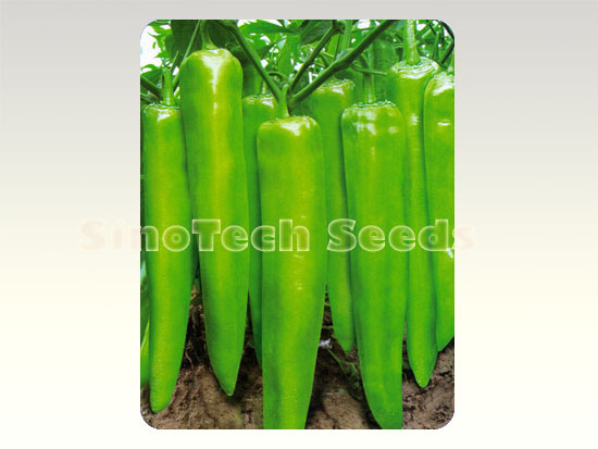 Shp288 Hot Pepper Seeds - Cultivation Type: Common