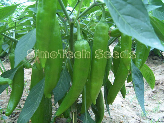 Shp045 Hot Pepper Seeds - Cultivation Type: Common