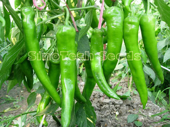 Shp075 Hot Pepper Seeds - Cultivation Type: Common