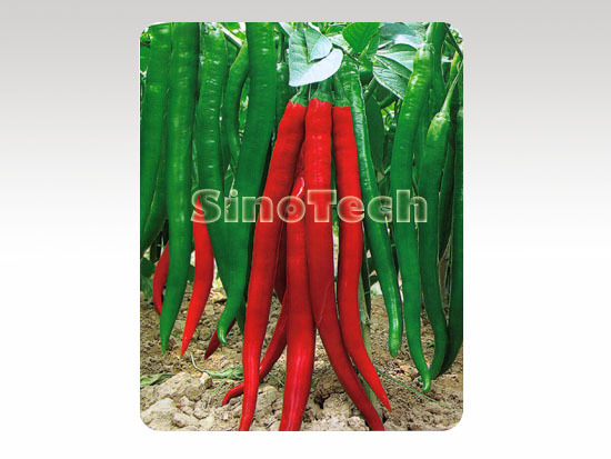 Shp105 Hot Pepper Seeds - Cultivation Type: Common