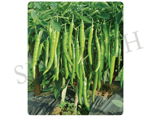 Shp206 Hot Pepper Seeds - Cultivation Type: Common