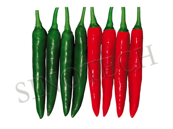 Hot Queen Hot Pepper Seeds - Cultivation Type: Common