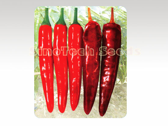 Rossy Hot Pepper Seeds - Cultivation Type: Common