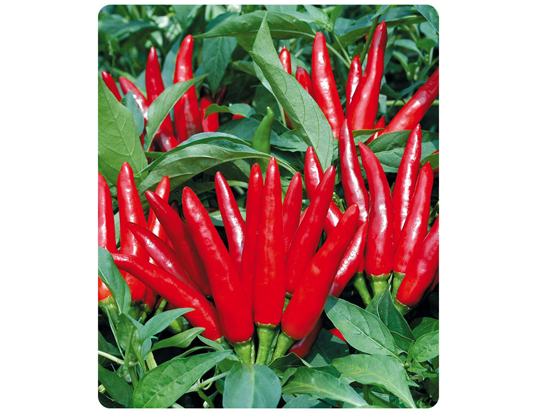 Sky Star Hot Pepper Seeds - Cultivation Type: Common
