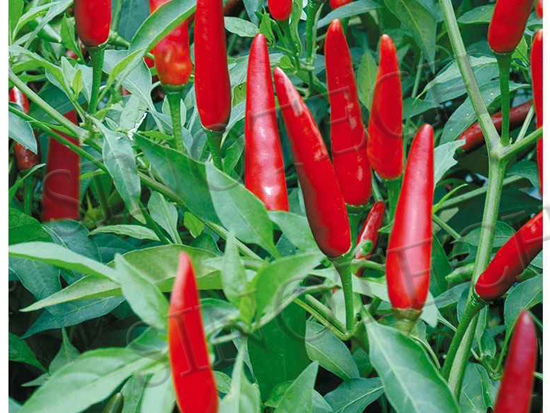 Hot Pepper Seeds