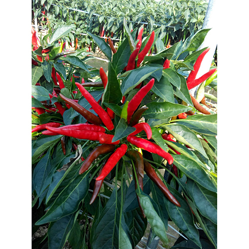 Red Sky Hot Pepper Seeds - Cultivation Type: Common