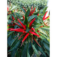 Red Sky Hot Pepper Seeds - Cultivation Type: Common
