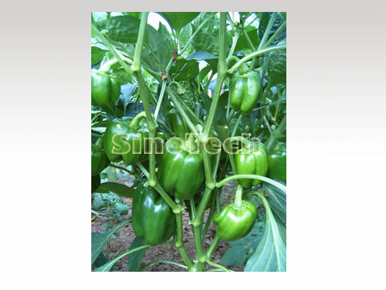 Sp902 Sweet Pepper Seeds - Cultivation Type: Common