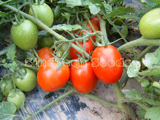 St87 Tomato Seeds - Cultivation Type: Common