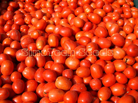 Roma Vf Tomato Seeds - Cultivation Type: Common