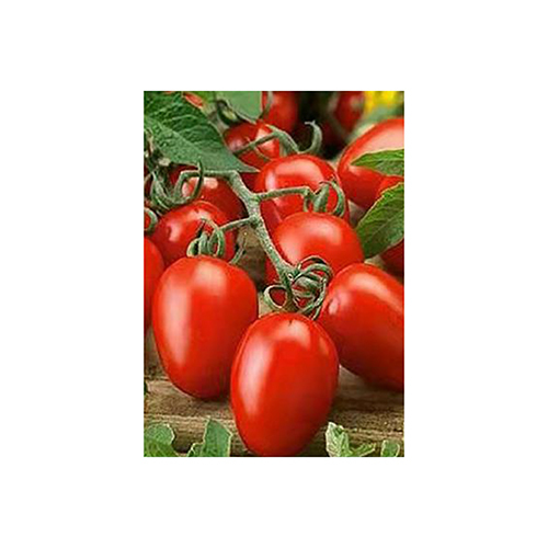 Rio Grande Tomato Seeds - Cultivation Type: Common