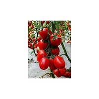Red Agate Tomato Seeds