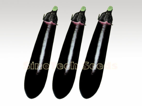 Changon Brinjal Seeds - Cultivation Type: Common