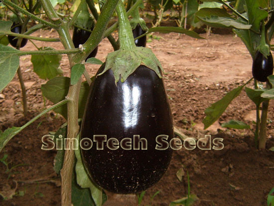 Black Angel Brinjal Seeds - Cultivation Type: Common