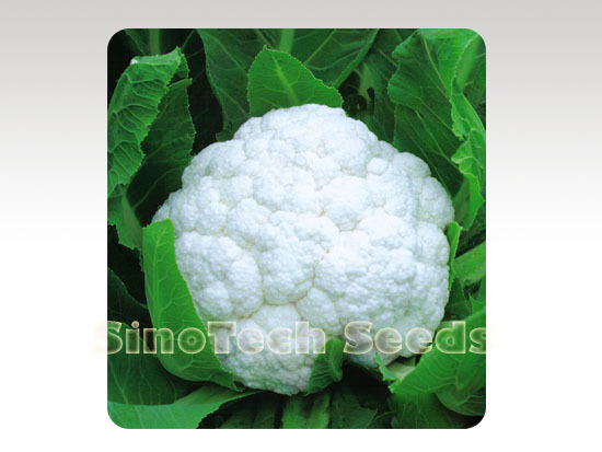 Snowflake Cauliflower Seeds - Cultivation Type: Common