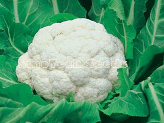 Scf80 Cauliflower Seeds - Cultivation Type: Common