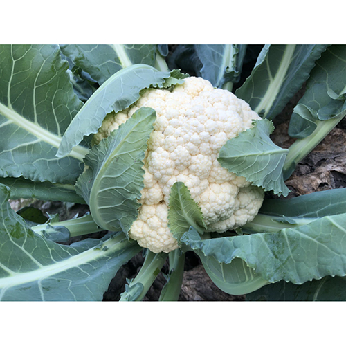 Snowy Cauliflower Seeds - Cultivation Type: Common