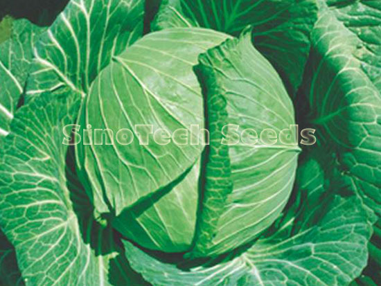 King Feng Cabbage Seeds
