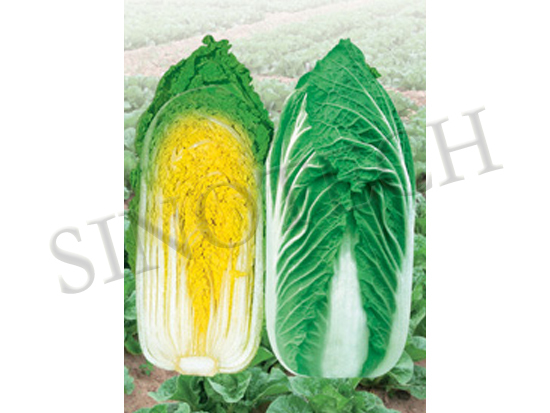 Jane Cabbage Seeds - Cultivation Type: Common