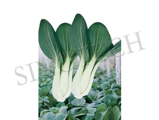 Peking Cabbage Seeds - Cultivation Type: Common
