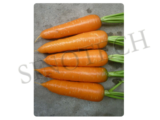 Rainbow Carrot Seeds - Cultivation Type: Common
