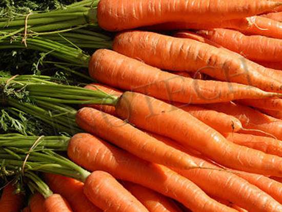 Super 160 Carrot Seeds