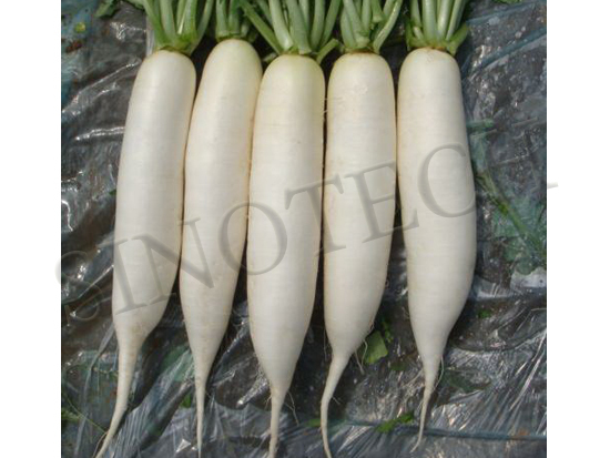 Hope Sping Radish Seeds - Cultivation Type: Common