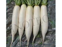 Hope Sping Radish Seeds - Cultivation Type: Common