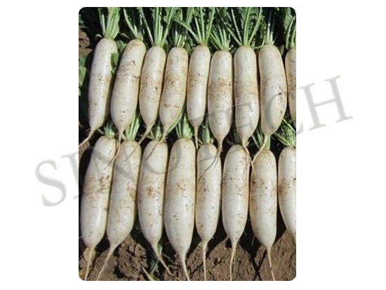 Gemma Radish Seeds - Cultivation Type: Common
