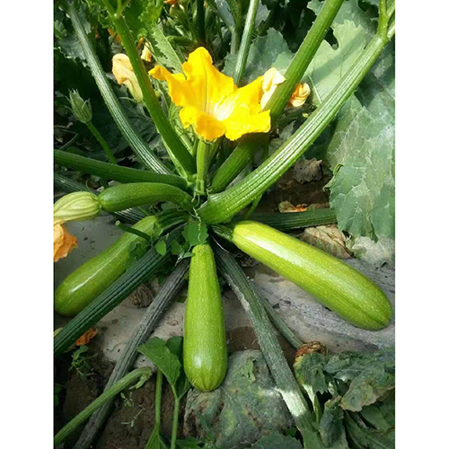 SQ0983 Green Zucchini Type Squash Seeds