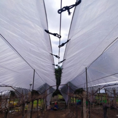HDPE Tarpaulin for Grapes Farming Purpose