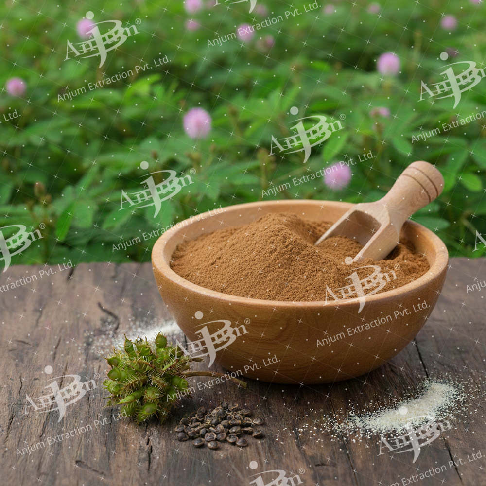 Lajwanti Panchang (Mimosa pudica) Extract