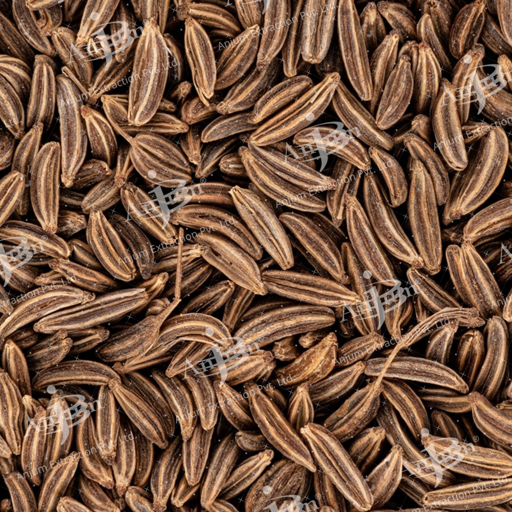 Shahjeera (Carum carvi) Extract