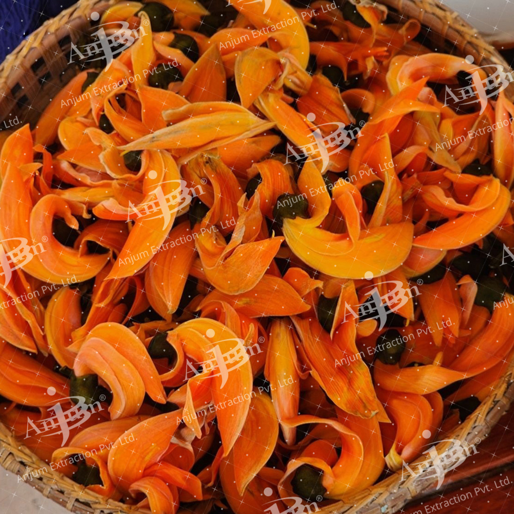 Palash Pushp (Butea monosperma) Extract