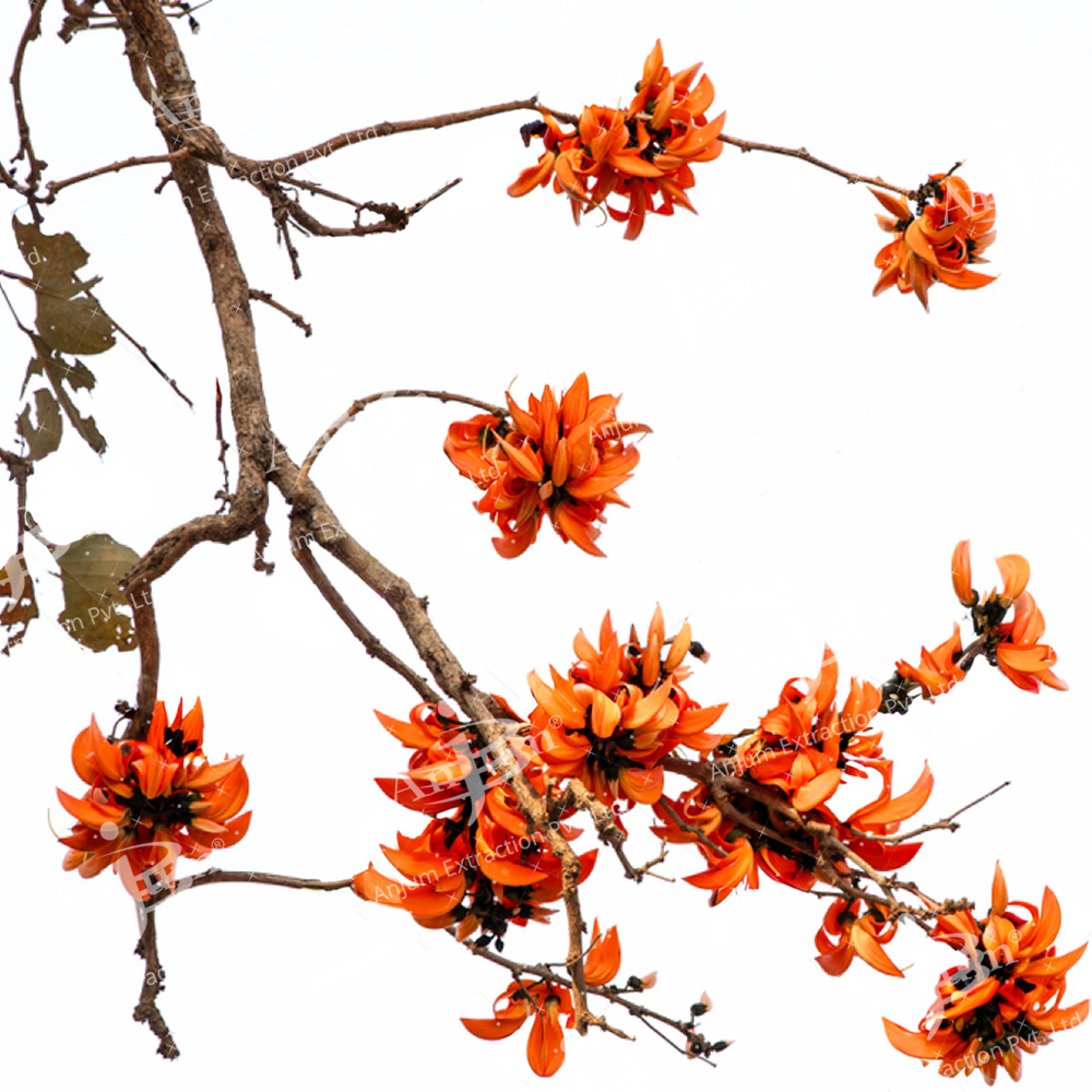 Palash Pushp (Butea monosperma) Extract