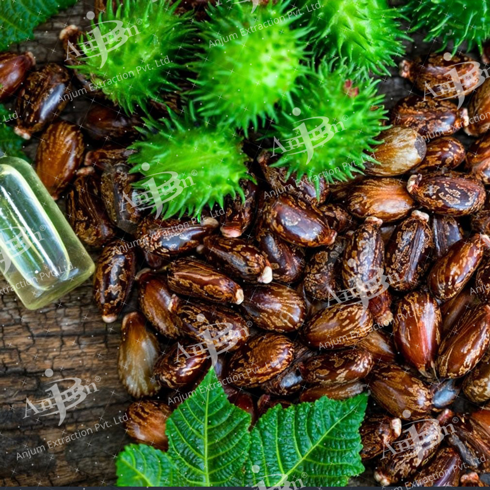 Erand Mool (Ricinus communis) Extract