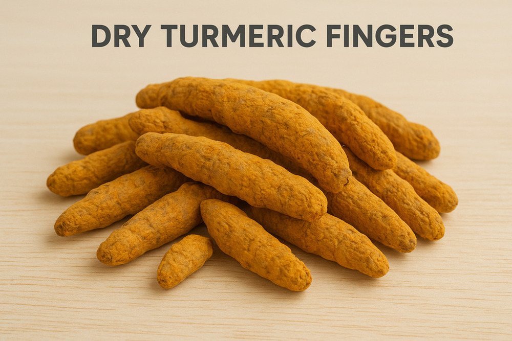 Dry Turmeric Finger - Color: Yellow