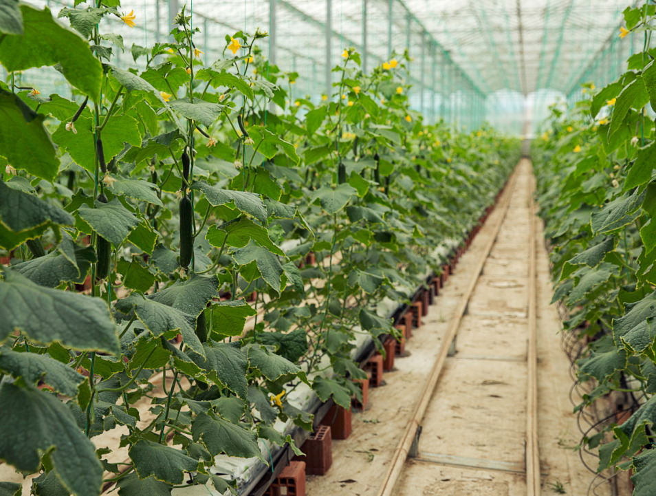 Monofilament Shade Net - Cover Material: Pc Sheet