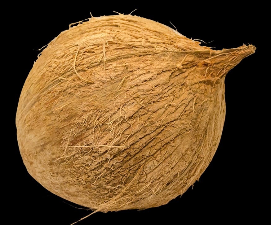 Husked Coconut - Color: Brown (Shell)