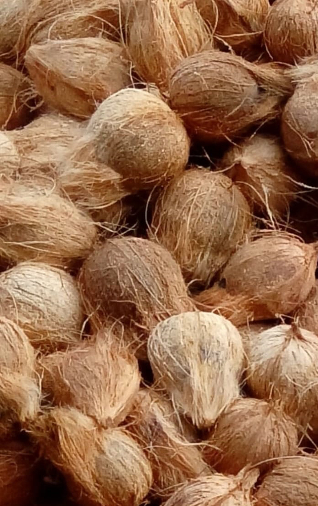 Husked Coconut - Color: Brown (Shell)