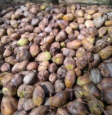 Dry Coconut - Color: Brown (Outer Shell) / Off-White To Creamy (Dried Kernel)