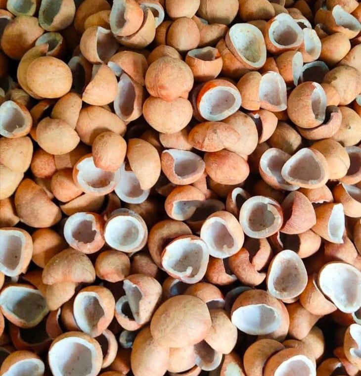 Dry Coconut - Color: Brown (Outer Shell) / Off-white To Creamy (Dried Kernel)