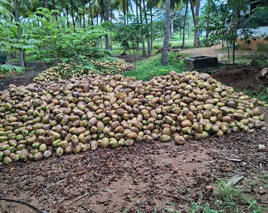 Dry Coconut - Color: Brown (Outer Shell) / Off-white To Creamy (Dried Kernel)