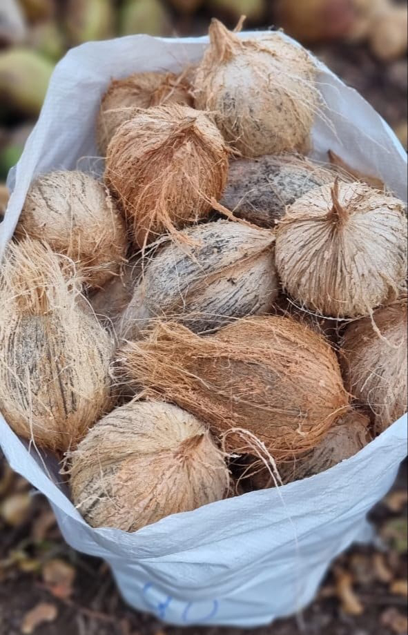 Fresh Coconut - Color: Brown Outer Shell; White Inner Flesh