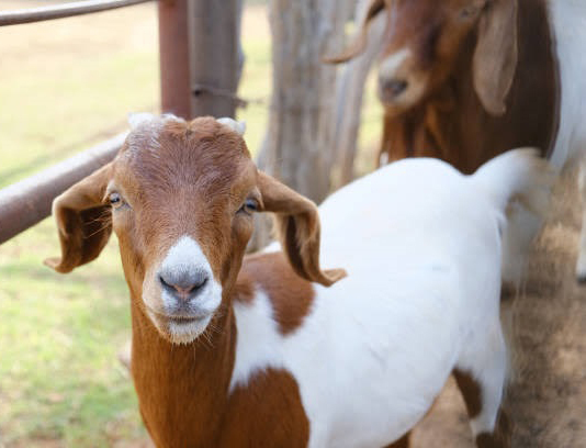 Betal Goat - Color: Brown